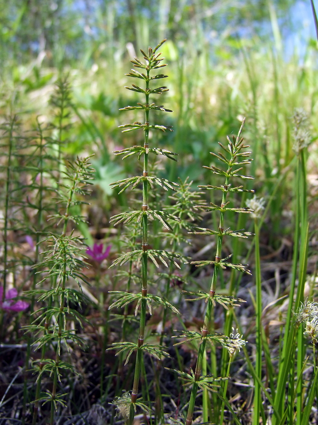 ���� �������