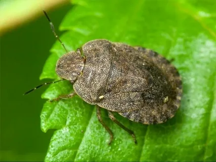 ������ ��������� ��������