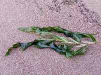 ����� ����������