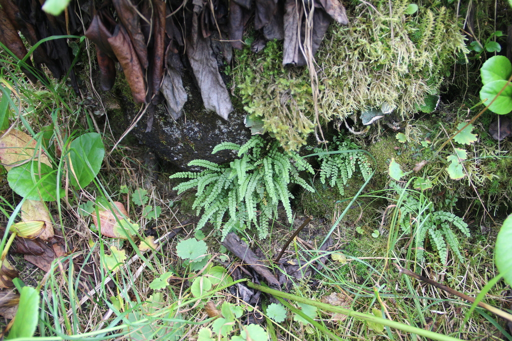 �������� �������