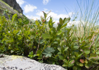 ������� ������������