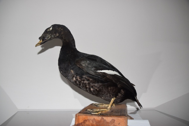 ������ ����������� �������