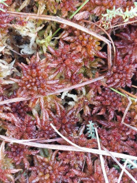 ������� ������������