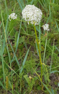 ���� ���������