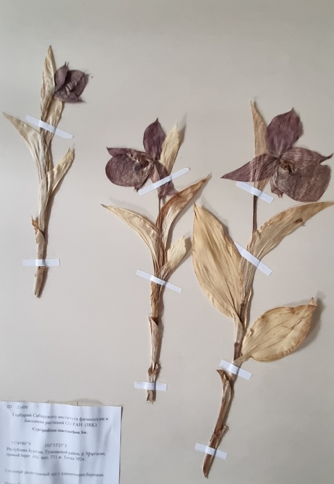 ������� �������� ��������������� (Cypripedium macranthon)