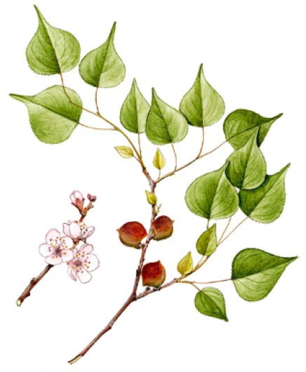 ����� ��������� [������� ���������]