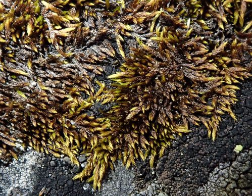 �������� ��������