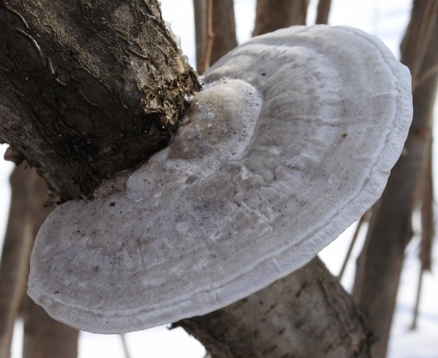 �������� ��������