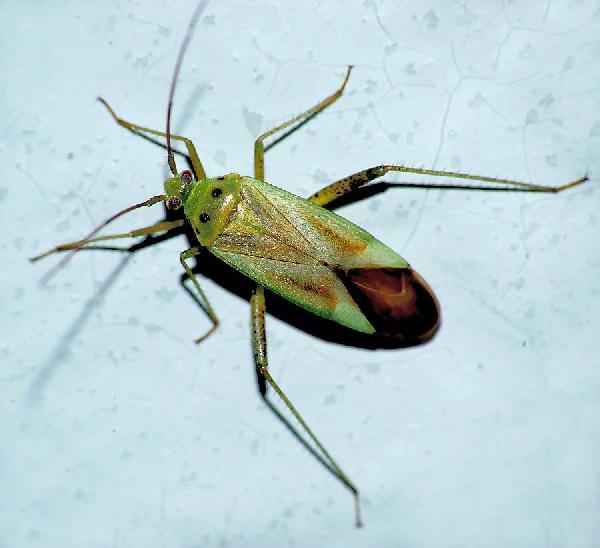 Adelphocoris quadripunctatus 