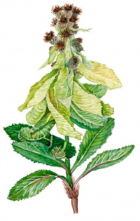 �������� ������������ (�������� ���������������)