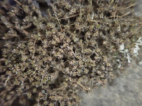 ��������� ���������