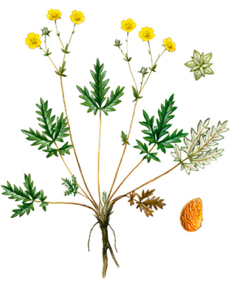 �������� �����������