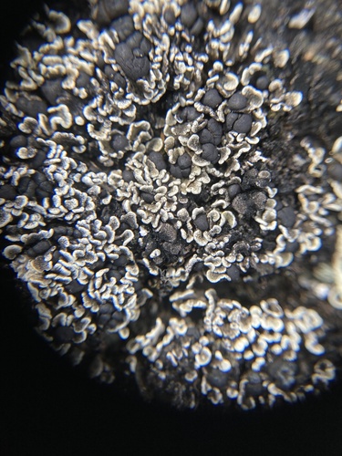 ����� �����������