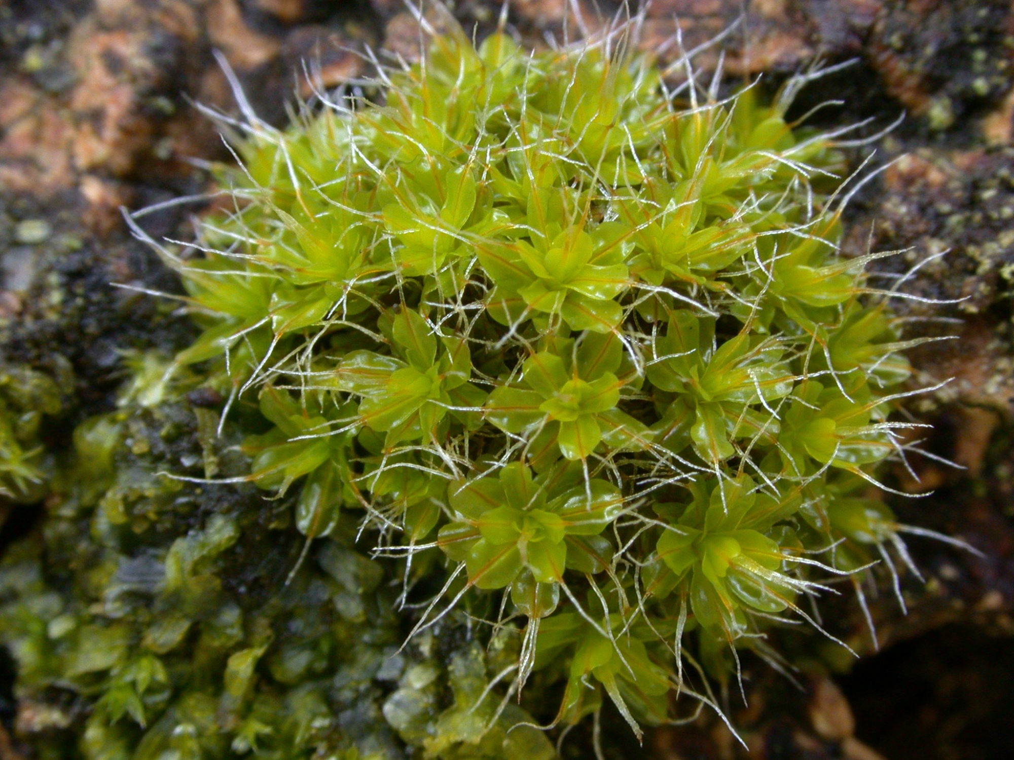 ��������� �������������