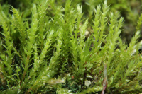 ����� ��������