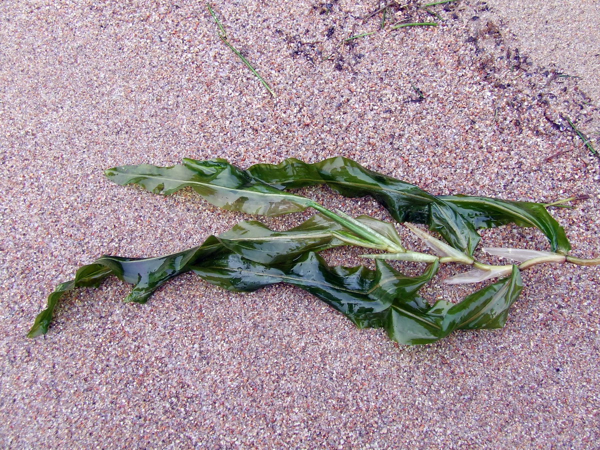 ����� ����������