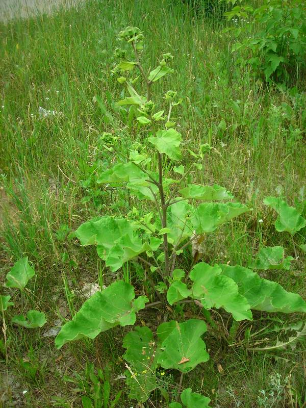 ����� ���������