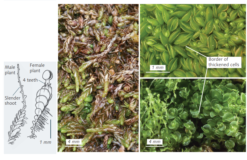 ����������� ���������