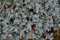 ������������ �������