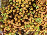 ���������� ��������