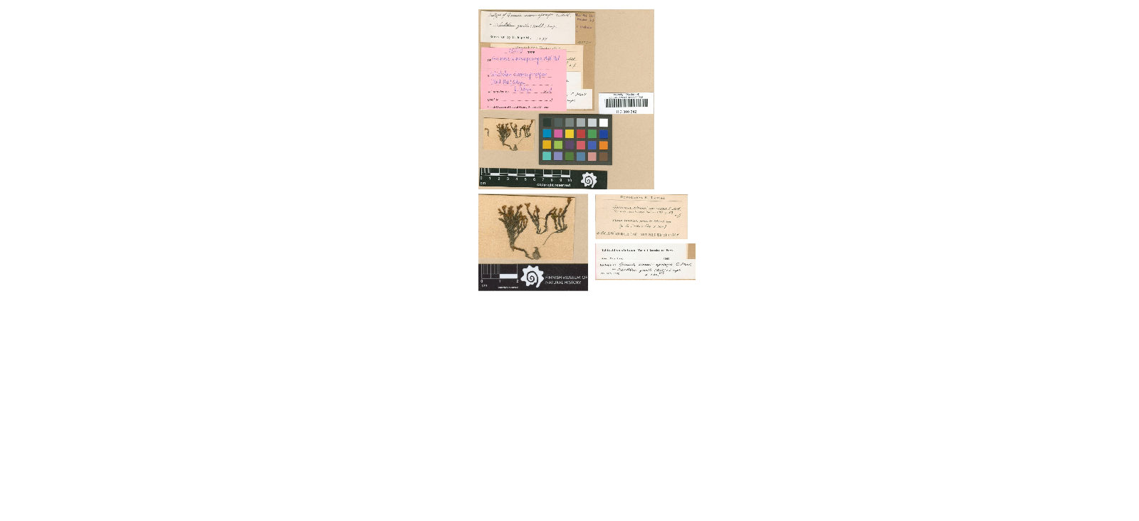 ���������� ��������-������������