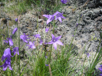 ����������� ������������������