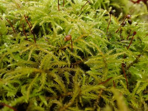 ������-������ ���������