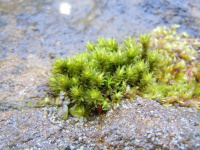 ���������� �����