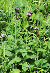 �������� �������������