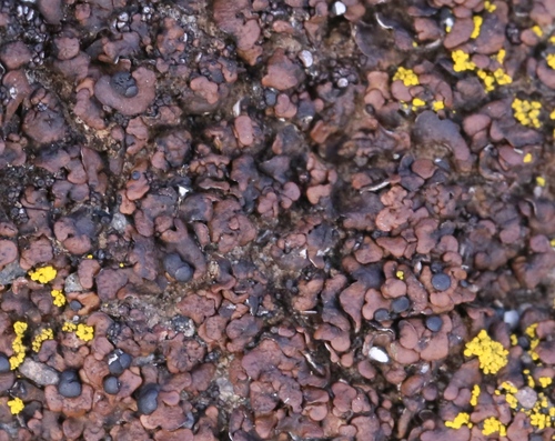 ����� ������-����������