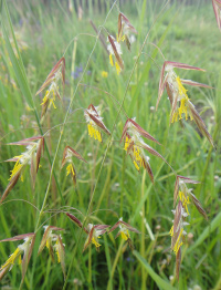 ������ ���������