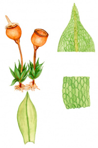 ������������ ��������������