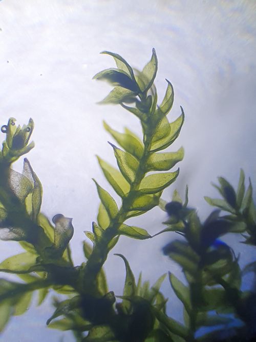 ������ ������������