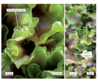 ������ �����