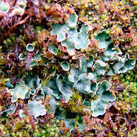 ������������ ����������