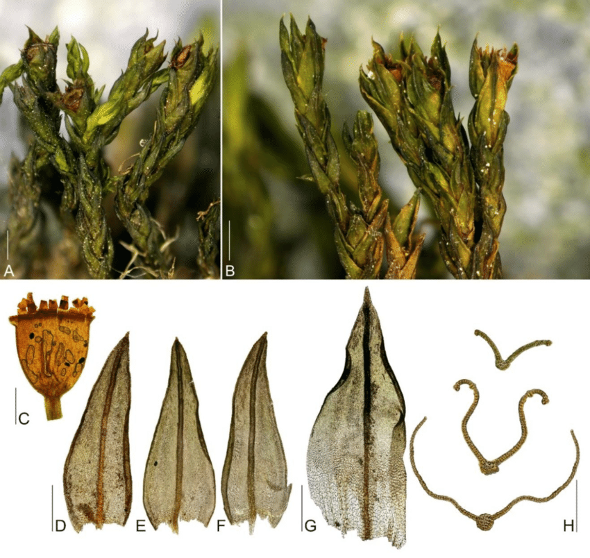 ���������� ���������