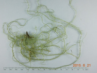 ����� ������, ����� ��������