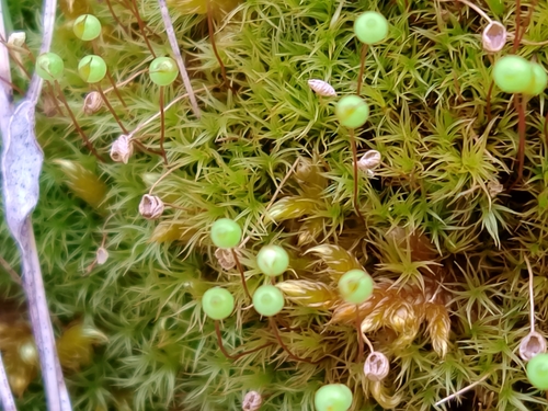 ��������� �����