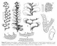 �������� ������������