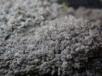 ������������ ����������