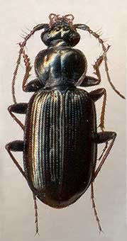 ��������� ������������