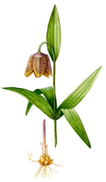 ������ ������