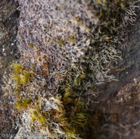 ���������� �����������