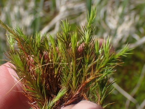 �������������� �������������