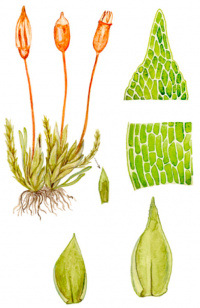 ������������ ������