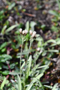 ������� ����� �����������