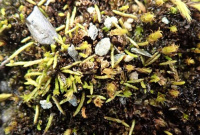 ���������� ��������������