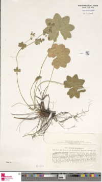 �������� ���������