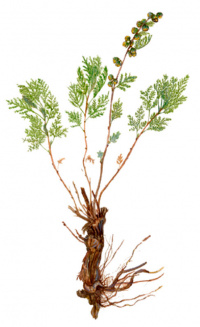 ������ ����������������