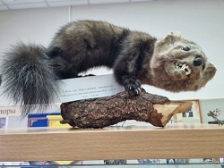 ������ ������